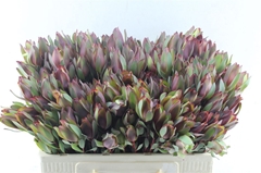 Leucadendron Senorita 50cm Spray