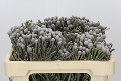 Brunia Laevis 50cm