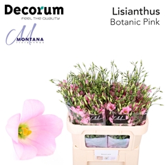 Eustoma Single Botanic Pink 60cm