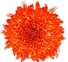 Chrysanth Single Tutu 70cm 100gr.