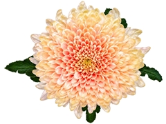 Chrysanth Single Tutu 70cm 100gr.