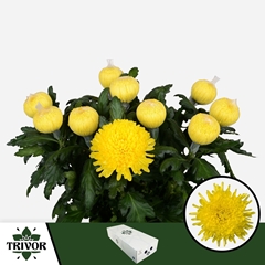 Chrysanth Single Pjotr 65cm 80gr.