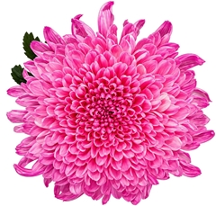 Chrysanth Single Tutu 70cm 100gr.