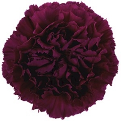 Dianthus Single Golem 60cm