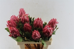 Protea Cynaroides Red Rex 60cm