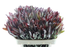 Leucadendron Safari Sunset 70cm