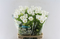 Campanula Champion White 70cm