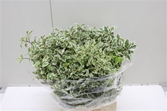 Pittosporum Per Bunch 45cm 130gr.