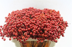 Rosa Red Hooijdonk 2.0 70cm