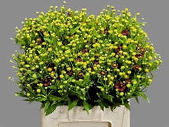Helenium Red King 60cm