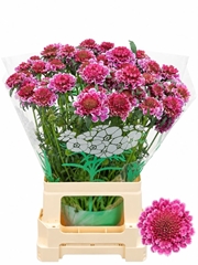 Scabiosa Marshmallow Scoop Improved 65cm