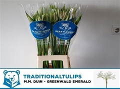 Nerine Bowdenii Greenwald Emerald 70cm