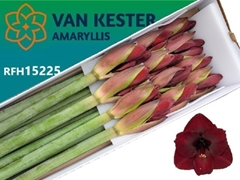 Hippeastrum Night Fever 80cm