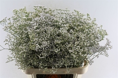 Limonium Caspium White Neto 80cm 40gr.