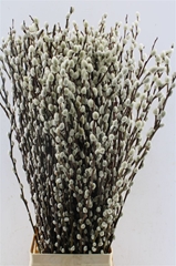 Salix Caprea Snow Flake 90cm