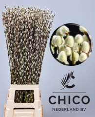 Salix Caprea Snow Flake 90cm