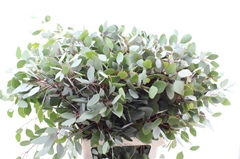Eucalyptus Populus Per Bunch 100cm
