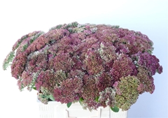 Sedum Spectabile 55cm