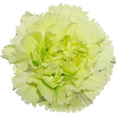 Dianthus Single Green 65cm