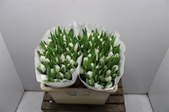Tulip Single Royal Virgin 35cm 40gr.