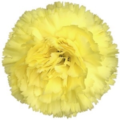 Dianthus Single Diletta 70cm
