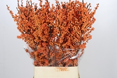 Ilex Verticillata Winter Gold 100cm