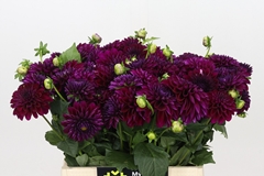 Dahlia Duke Duweno 40cm