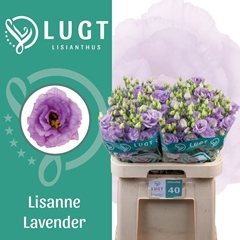 Eustoma Double Lisanne Deep Lavender 70cm