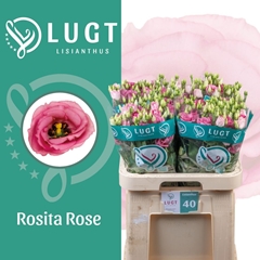 Eustoma Double Rosita Rose Pink 70cm