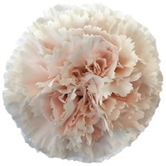 Dianthus Single Brut 65cm