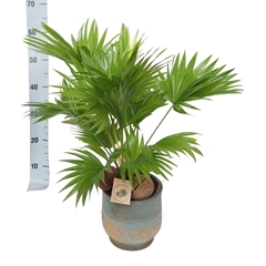 Livistona Rotundifolia 20Ø 60cm