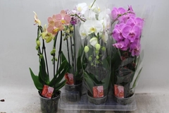 Phalaenopsis Cascade 12Ø 45cm 2st