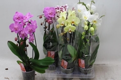 Phalaenopsis Cascade 12Ø 45cm 2st