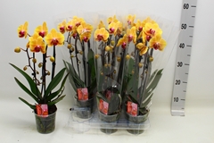 Phalaenopsis Cascade 12Ø 45cm 2st