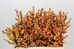 Ilex Verticillata Magical Cresgold 55cm