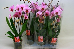 Phalaenopsis Cascade 12Ø 45cm 2st