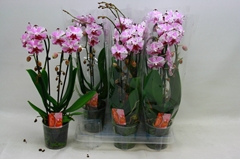 Phalaenopsis Cascade 12Ø 45cm 2st
