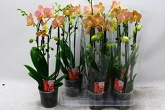 Phalaenopsis Cascade 12Ø 45cm 2st