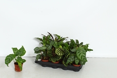 Calathea Mix 7Ø 15cm