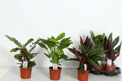 Calathea Mixed 3 Varietys 17Ø 55cm