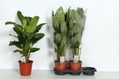 Calathea Zebrina 19Ø 80cm
