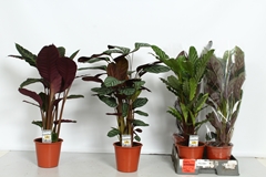 Calathea Mixed 5 Varietys 19Ø 80cm