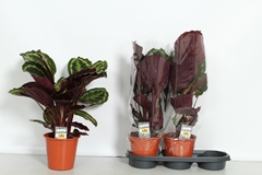 Calathea Medallion 19Ø 60cm