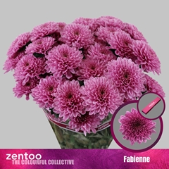 Chrysanth Spray Fabiënne 70cm 95gr.