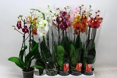 Phalaenopsis Mix 7 Colours 12Ø 60cm 2st