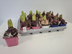 Hyacinthus Mix 12Ø 15cm 3pp