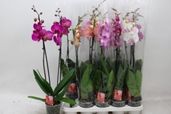 Phalaenopsis Mix 7 Colours 12Ø 70cm 2st