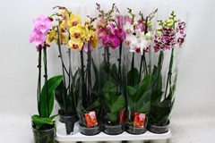 Phalaenopsis Mix 7 Colours 12Ø 60cm 2st