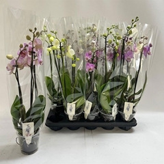 Phalaenopsis Mix 12Ø 60cm 3st