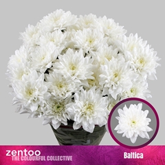 Chrysanth Spray Baltica 70cm 90gr.